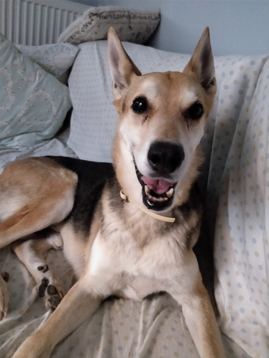 Mike the dog laughing at you